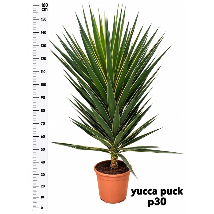 <h4>YUCCA  PUCK</h4>