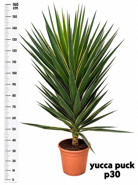 <h4>YUCCA  PUCK</h4>
