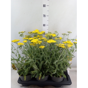 Achillea filip. 'Moonshine'