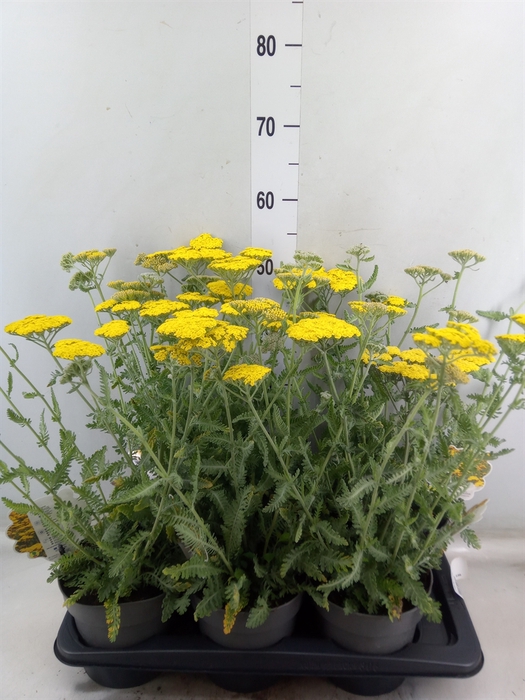 <h4>Achillea filip. 'Moonshine'</h4>