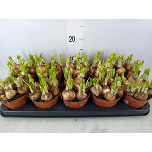 Narcissus  'Tete a tete'