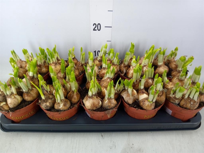 <h4>Narcissus  'Tete a tete'</h4>