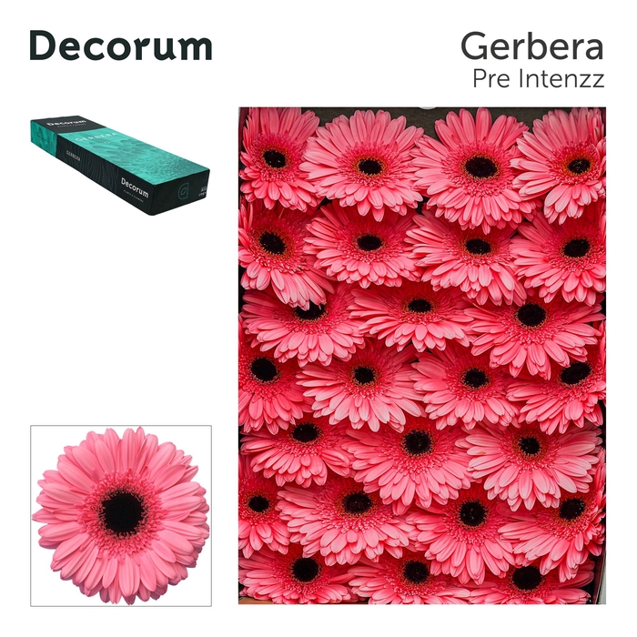 Gerbera Pre-Intenzz Doos