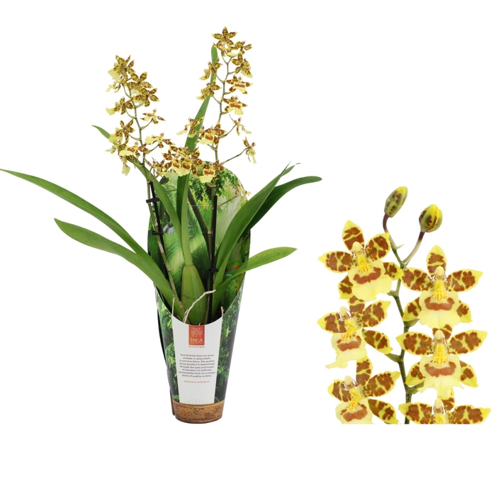 <h4>Inca Cambria Pacific Sunset 2 spike 9cm luxury jungle cover</h4>