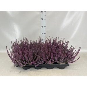 Calluna vulg.   ...