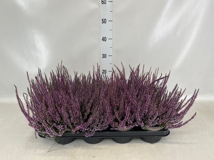 <h4>Calluna vulg.   ...</h4>