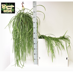 Lepismium Bolivianum (Cites) 21Ø 110cm