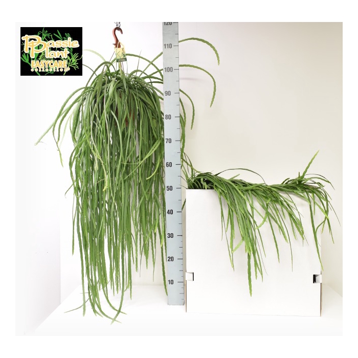 <h4>Lepismium Bolivianum (Cites) 21Ø 110cm</h4>
