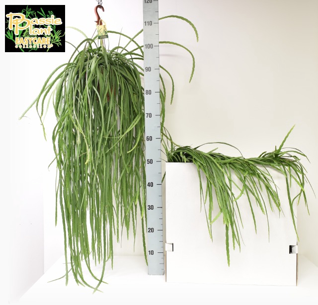 Lepismium Bolivianum (Cites) 21Ø 110cm