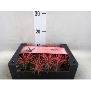 Tillandsia ionantha