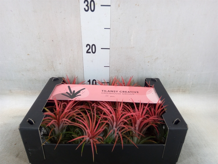 <h4>Tillandsia ionantha</h4>