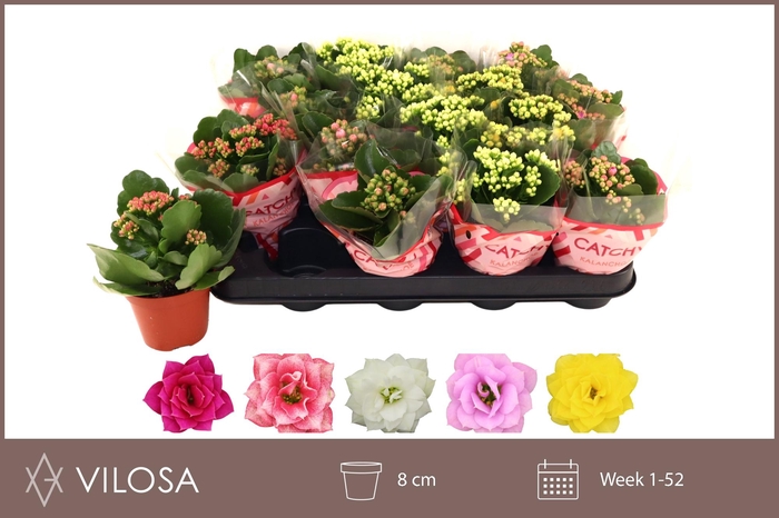 <h4>KAL GE GEM 5 KL</h4>