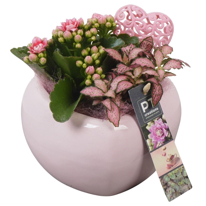 <h4>Arr.    Planten  L%</h4>