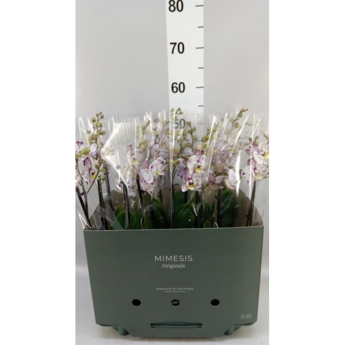 <h4>Phalaenopsis   ...</h4>