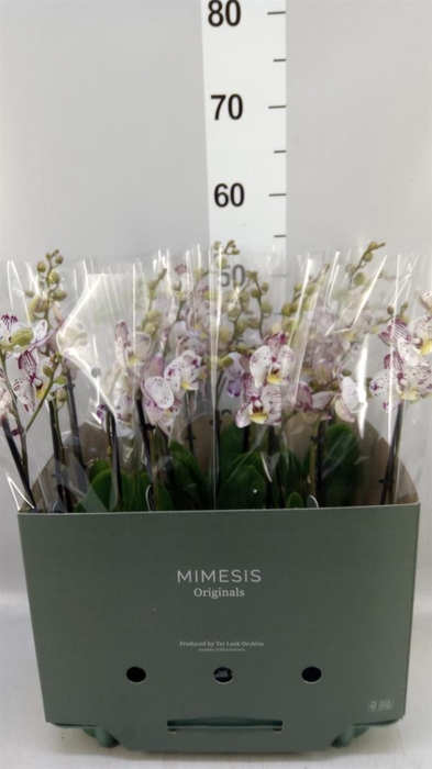 Phalaenopsis   ...