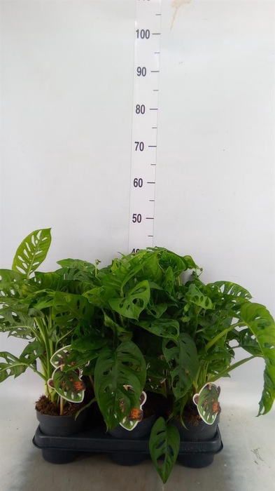 <h4>Monstera obliqua 'Leichtlinii'</h4>