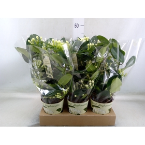 Stephanotis floribunda   ...