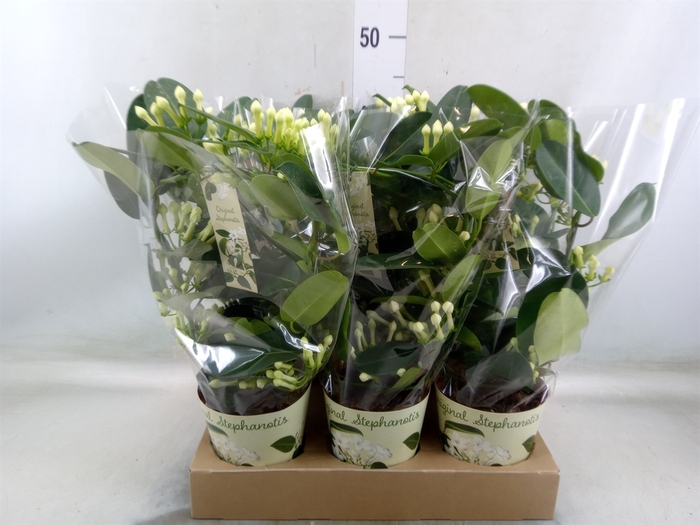 <h4>Stephanotis floribunda   ...</h4>