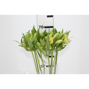 ALSTROEMERIA MELLOW YELLOW 070 CM