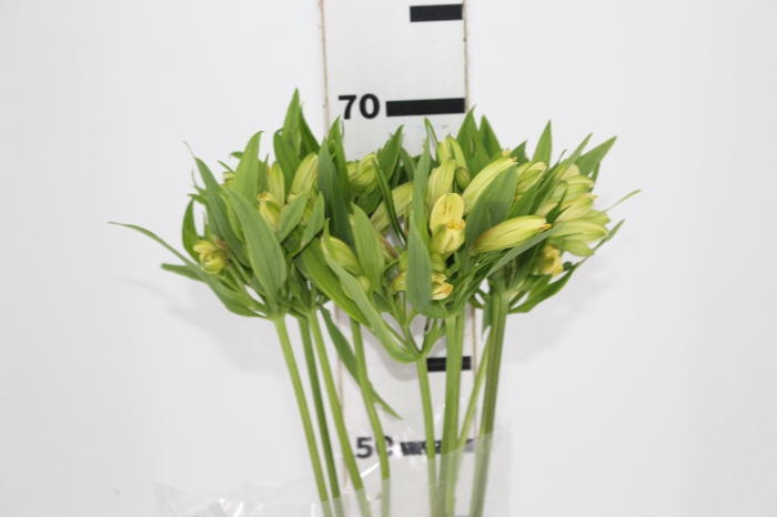 <h4>ALSTROEMERIA MELLOW YELLOW 070 CM</h4>