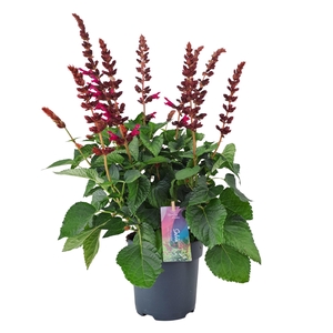 Salvia salgoon Lake Flamingo p17 (NL)