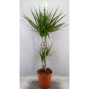 Dracaena marg.