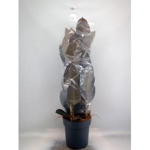 Ficus elastica 'Abidjan'