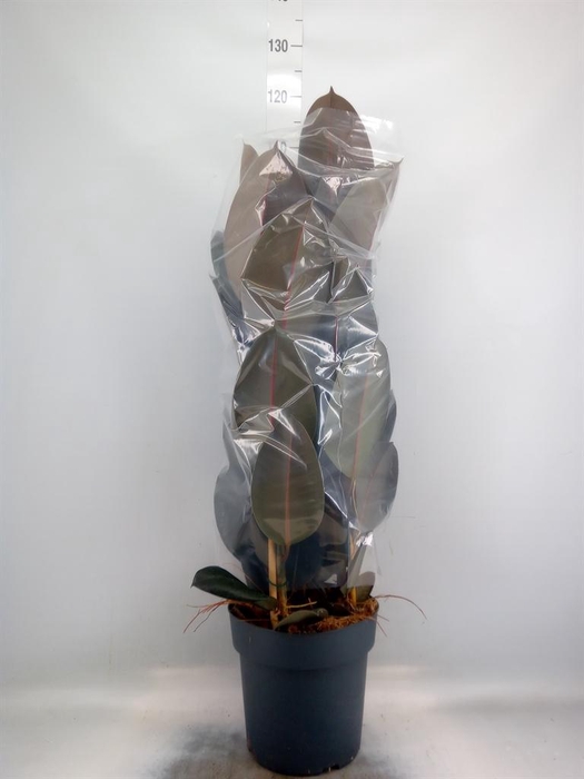 <h4>Ficus elastica 'Abidjan'</h4>