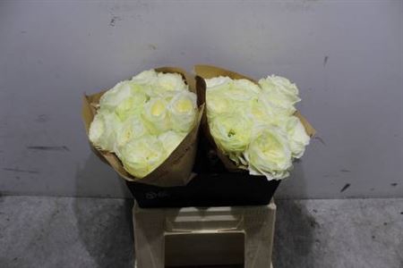 <h4>R Gr Bu Lotti+</h4>