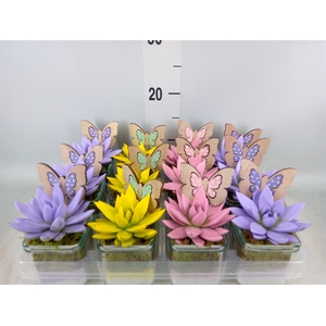 Arr.  Succulents L%