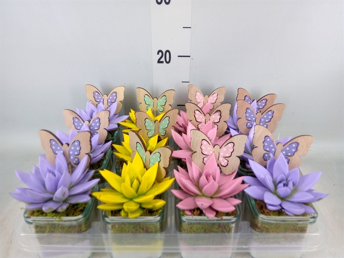 <h4>Arr.  Succulents L%</h4>