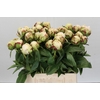 Paeonia Lactiflora Grp 'Snow Princess'