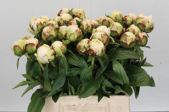 Paeonia Lactiflora Grp 'Snow Princess'