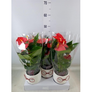 Anthurium andr.   ...mix  3