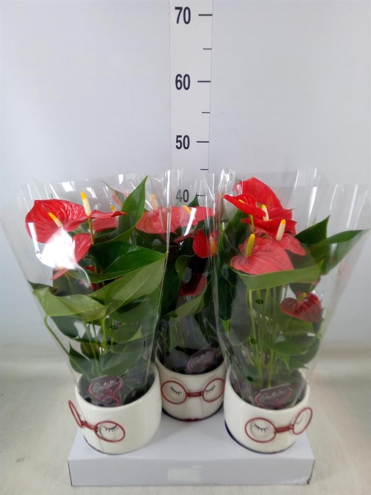 <h4>Anthurium andr.   ...mix  3</h4>
