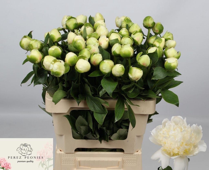 <h4>Paeonia bridal shower</h4>