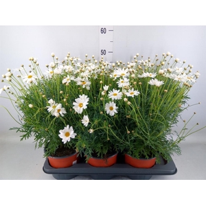 Argyranthemum   ...