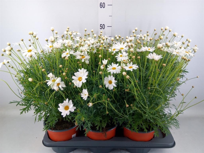 <h4>Argyranthemum   ...</h4>