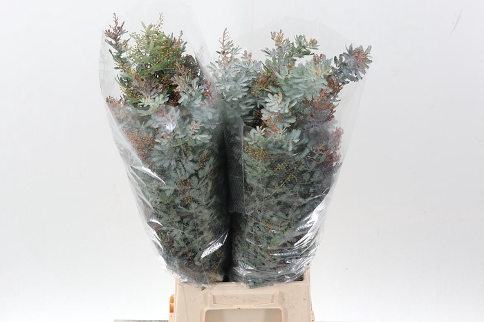 <h4>Acacia Bl B Purp Bs</h4>