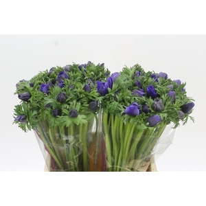 Anemone Mistral Plus Blue