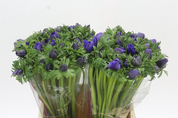 <h4>Anemone Mistral Plus Blue</h4>