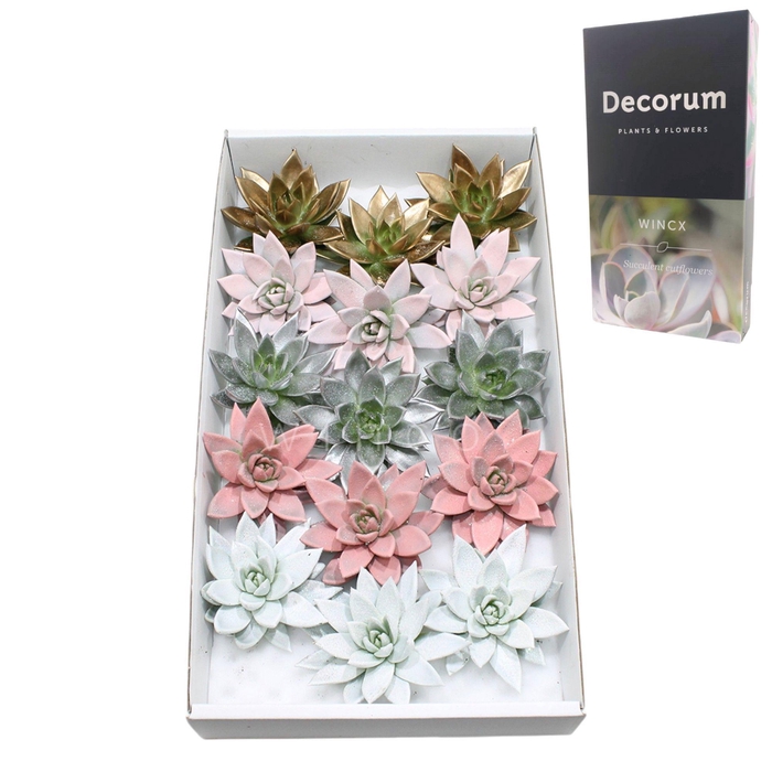 <h4>Echeveria Sparkling Paint Lovely Christmas Cutfl</h4>