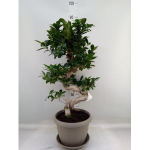 Ficus microcarpa 'Ginseng'