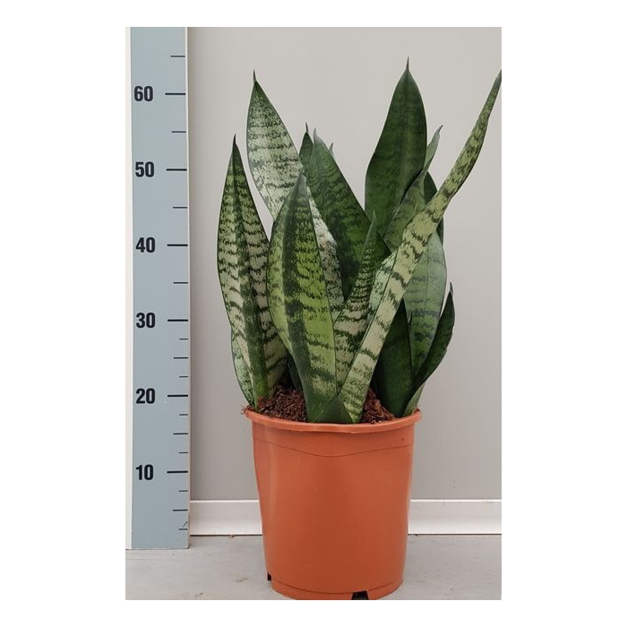 <h4>Sansevieria trifasciata Hahnii 21Ø 50cm</h4>