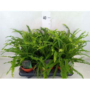 Nephrolepis cord. 'Duffii'