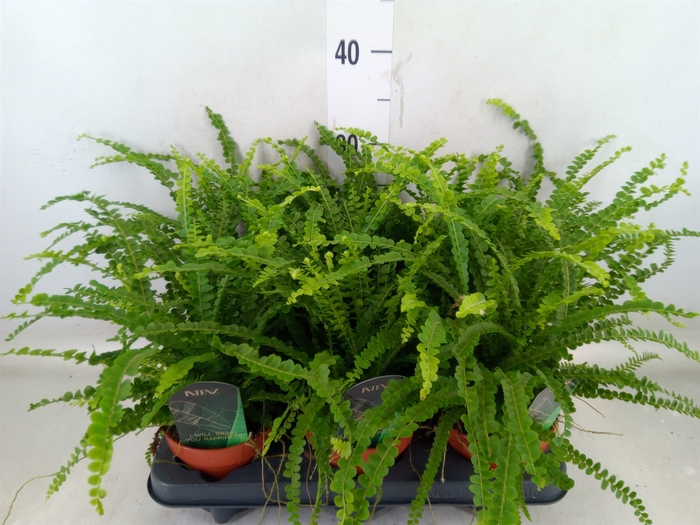 <h4>Nephrolepis cord. 'Duffii'</h4>