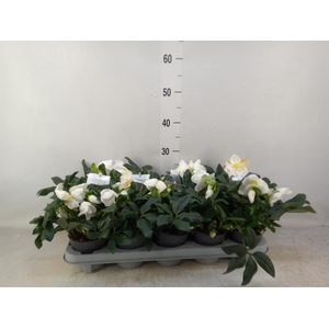 Helleborus niger 'Verb ShiningStar'