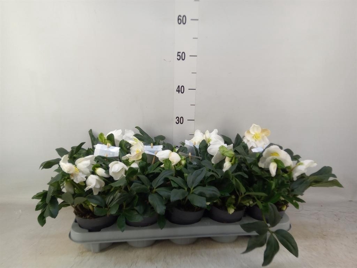 <h4>Helleborus niger 'Verb ShiningStar'</h4>