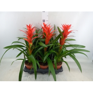 Guzmania  'Ostara'