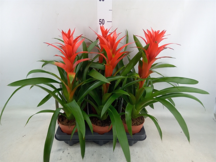 <h4>Guzmania  'Ostara'</h4>